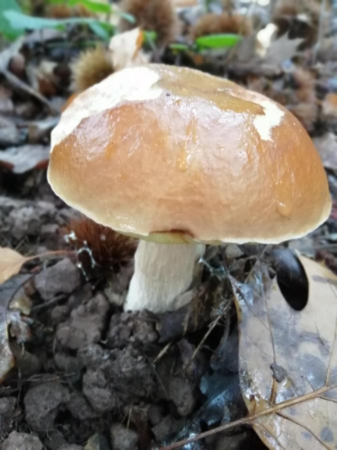 Argixti * Sumbilla